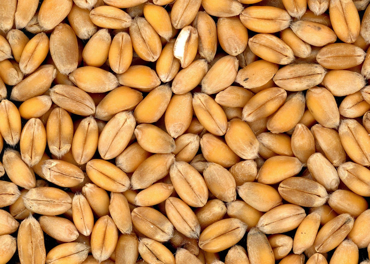 Ethiopia's domestic wheat production