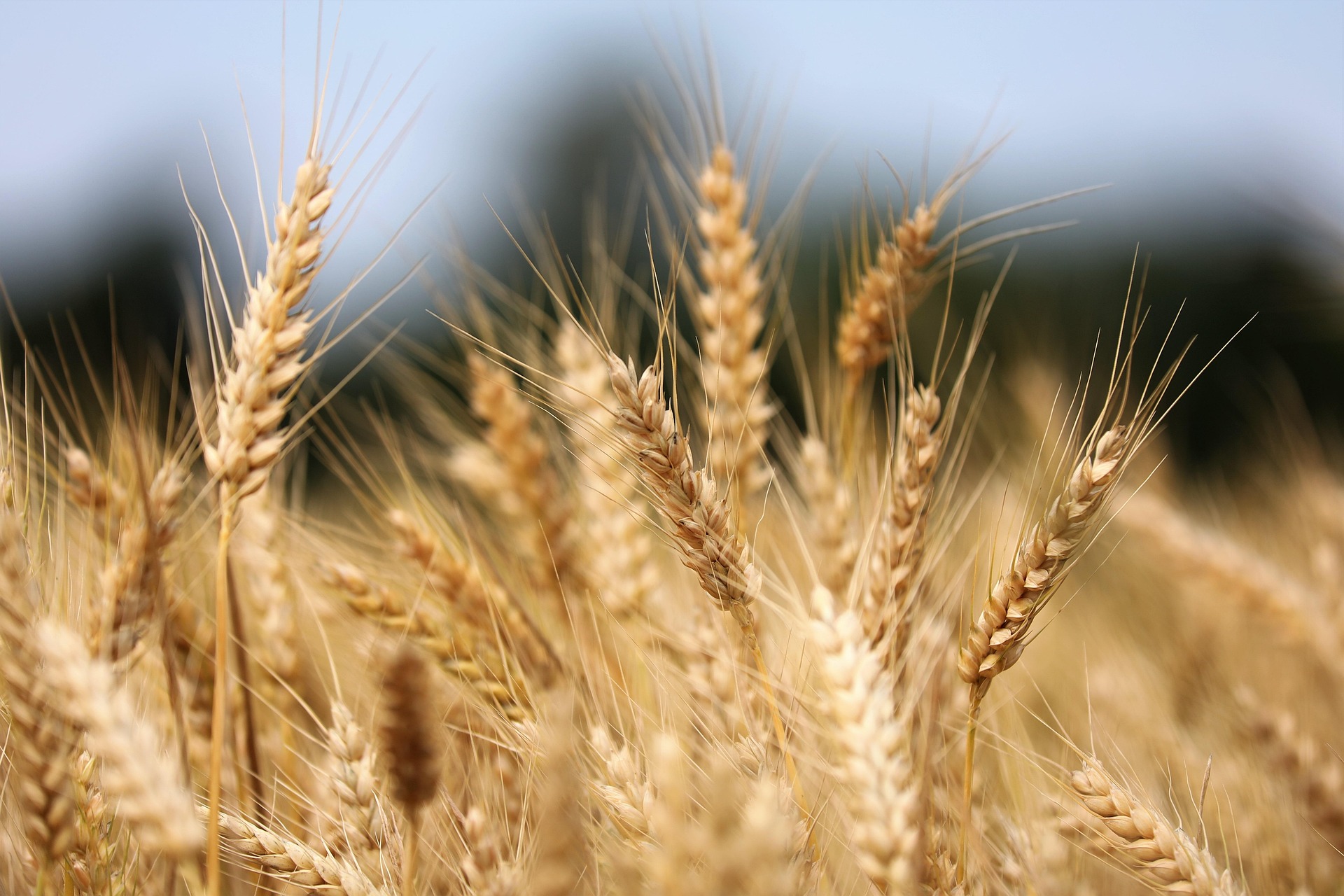 domestic wheat production