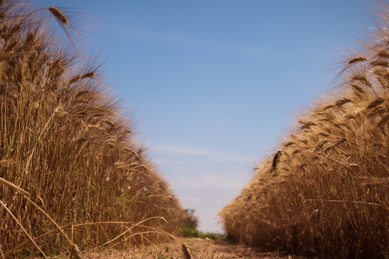 Jawahir durum wheat Morocco