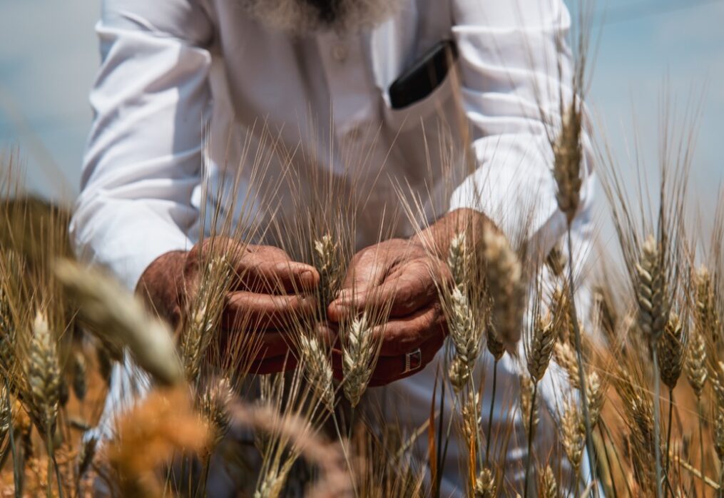 Jawahir durum wheat will help solve the problem of drought in Morocco