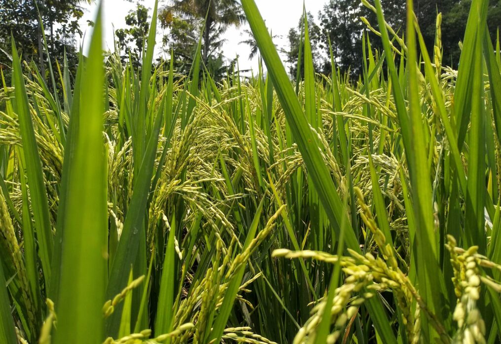 Zinc rice as a way to improve the health of India’s population