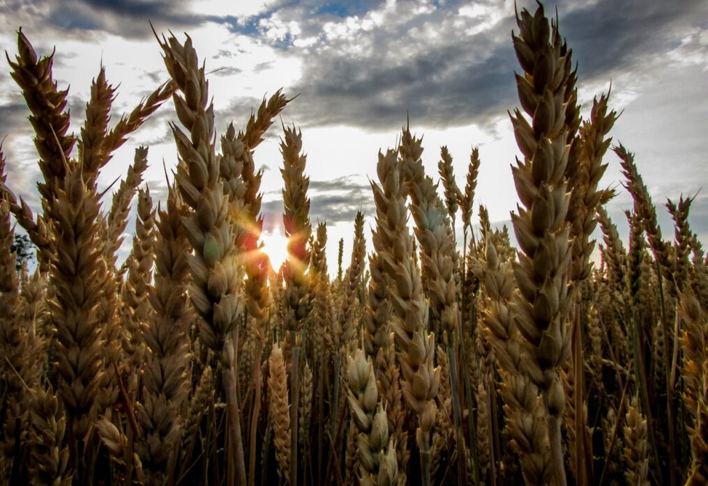 Barley yields in Australia affected by a fungal pathogen