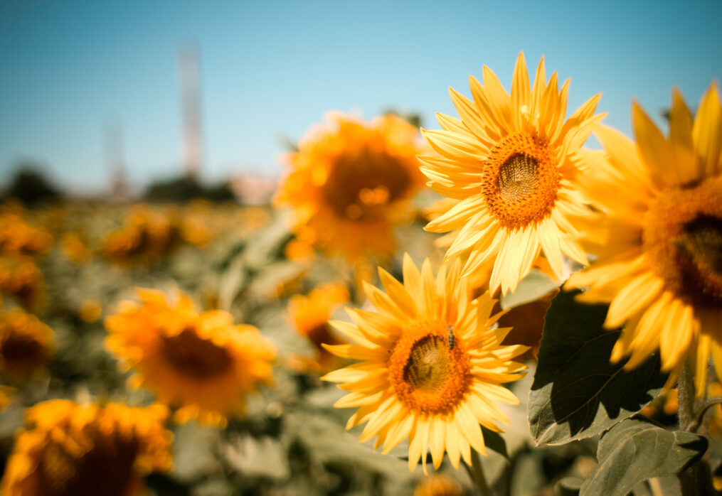 The global oilseed market: overview of dynamics