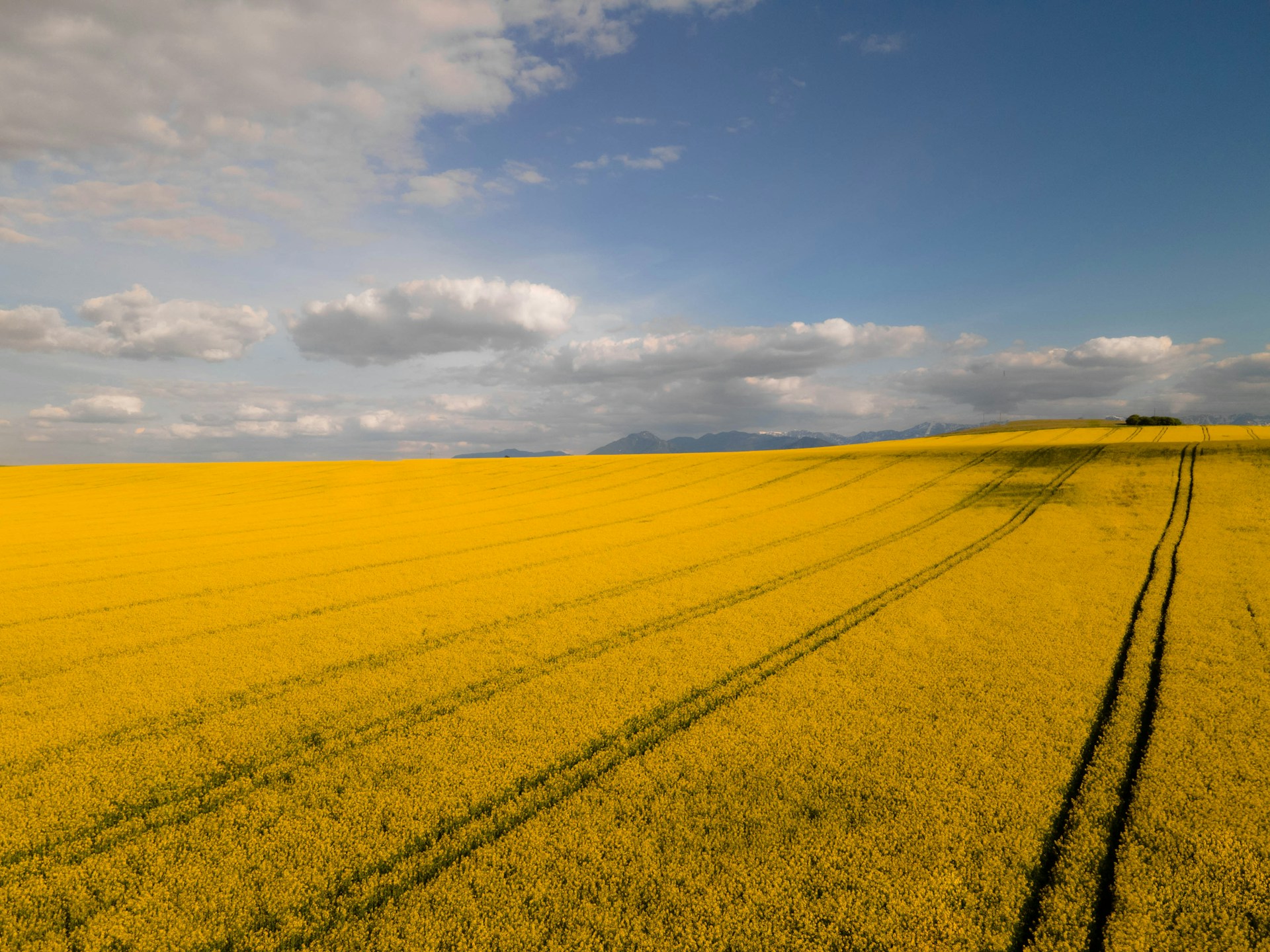 global oilseed market-1