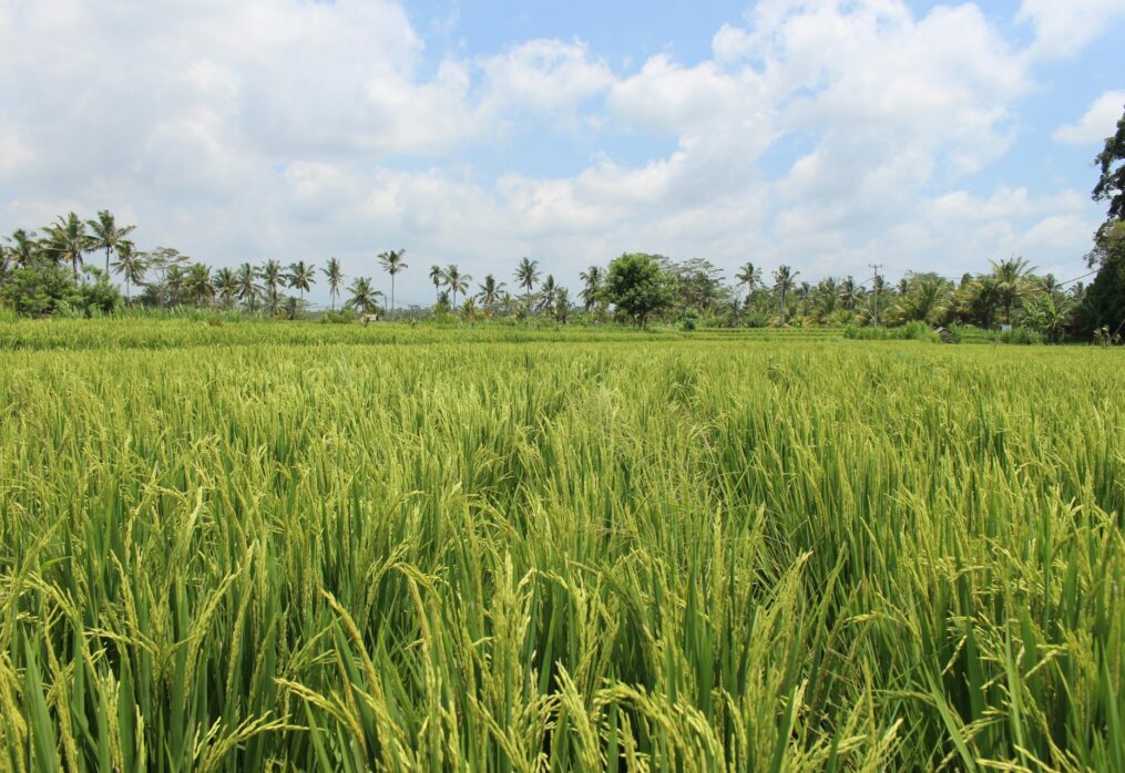Rice and corn production is growing in the Philippines: sector overview