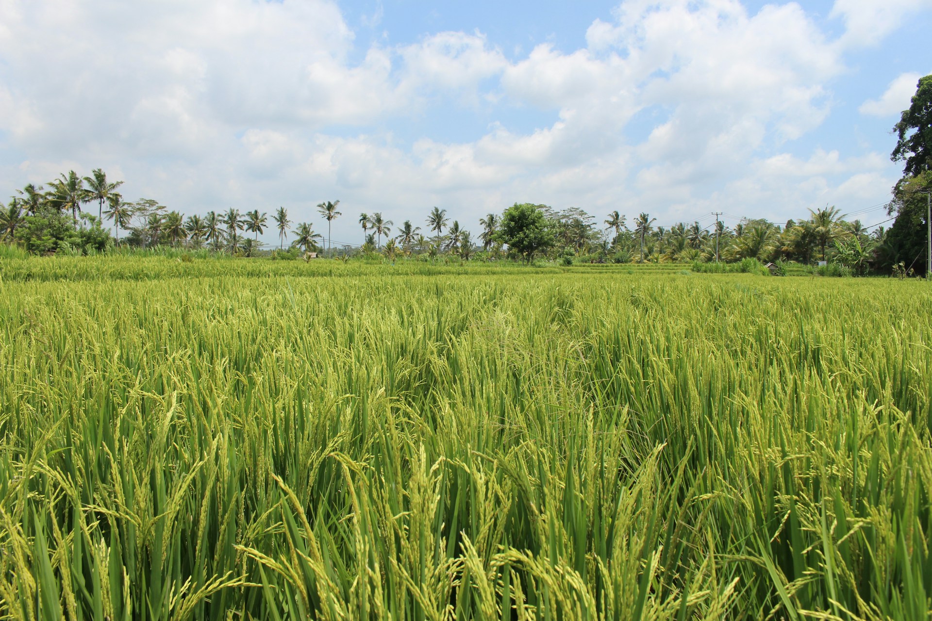 rice and corn production in the Philippines