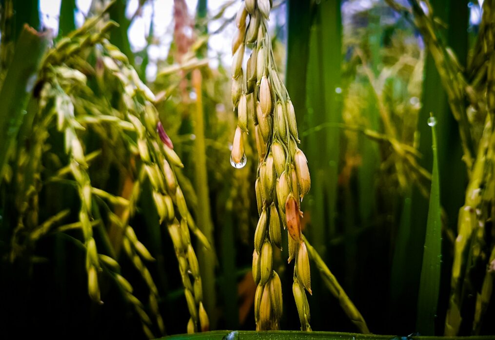 How the Green Deal is affecting rice cultivation in Spain
