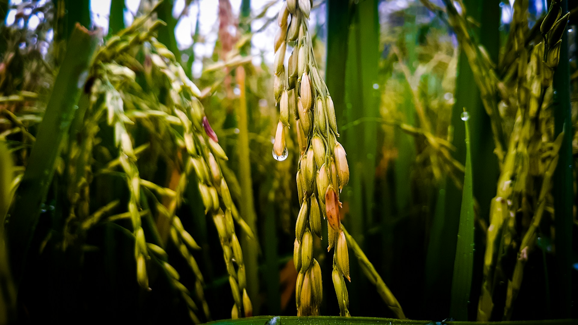 rice cultivation in Spain