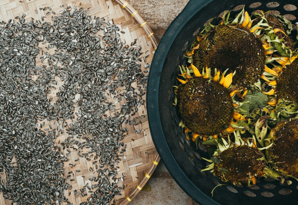 Global sunflower production will increase compared to the previous season